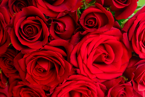 Rosenhochzeit: Die wundervolle Bedeutung und die schönsten Ideen zum 10. Hochzeitstag Hochzeitsjubiläen, Hochzeitsblog Nahaufnahme von tiefroten Rosenblüten als romantische Hochzeitsdeko und floraler Hintergrund.